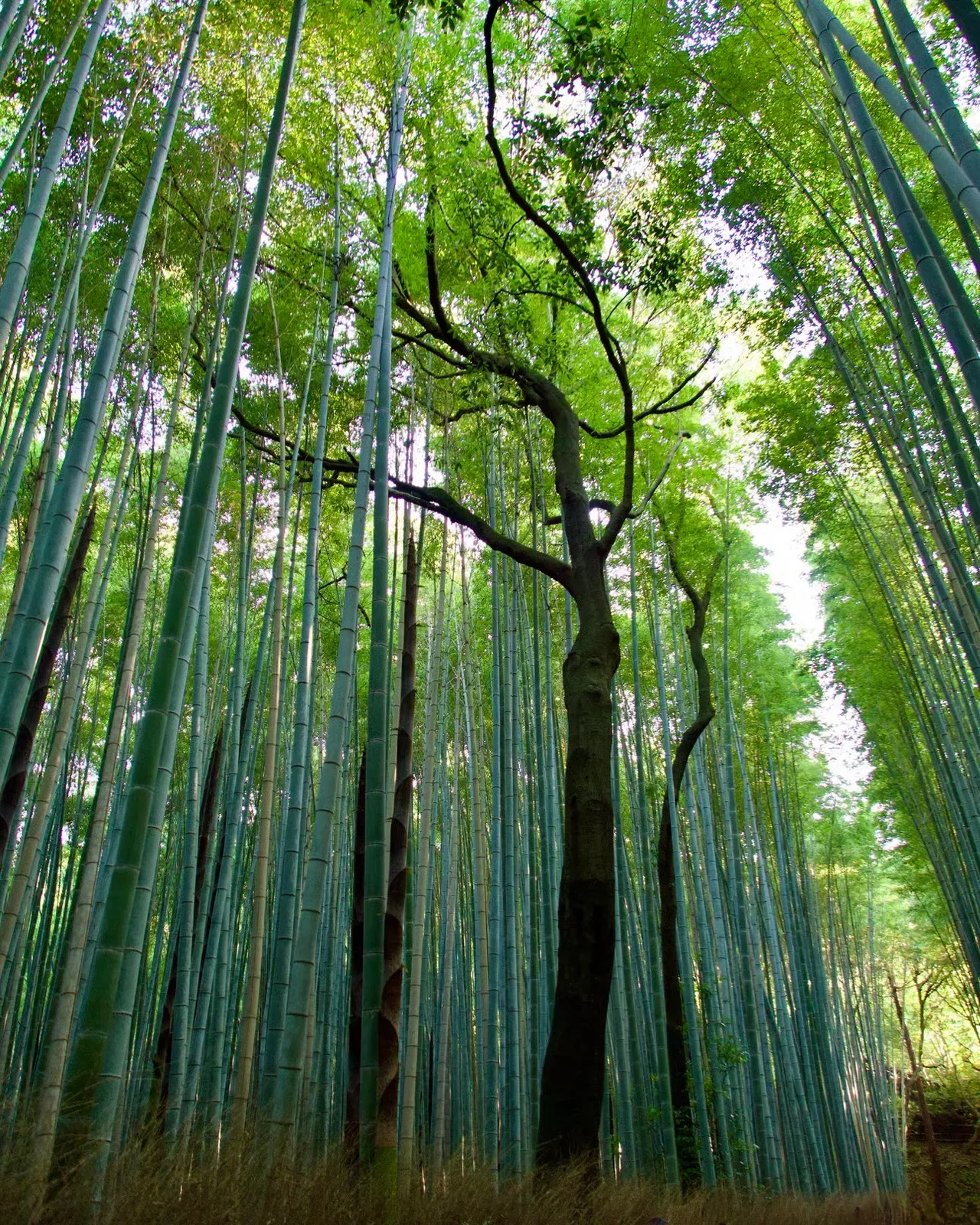 Tall bamboo stalks around a single dark, twisting tree, seen from below against the green canopy